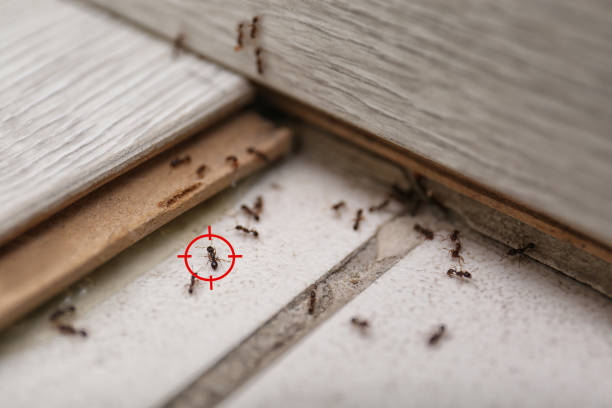 Best Emergency Pest Control  in Jackson, AL